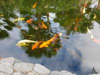 Teneriffa, Puerto de la Cruz, Garten Sitio Litre