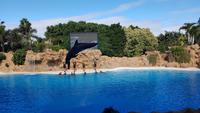 Teneriffa, Puerto de la Cruz, Loro Park