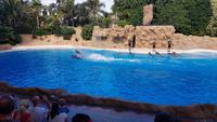 Teneriffa, Puerto de la Cruz, Loro Park