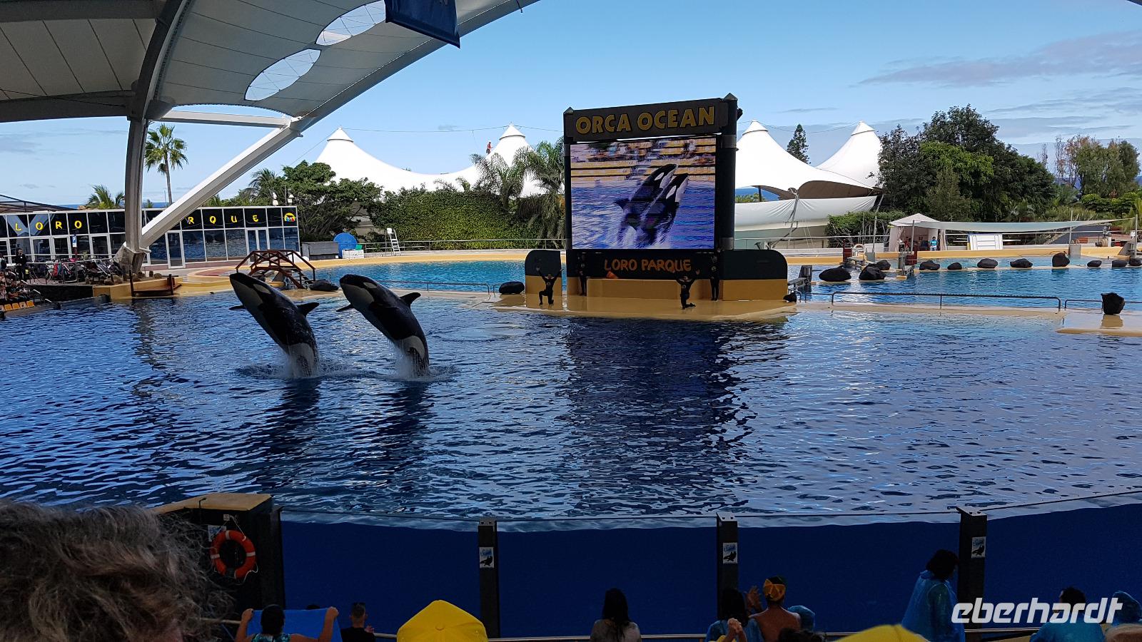 Teneriffa, Puerto de la Cruz, Loro Park