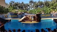 Teneriffa, Puerto de la Cruz, Loro Park