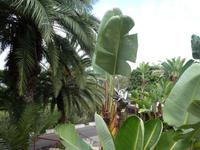 Teneriffa, Puerto de la Cruz, Taoropark, Bananenstrelizie