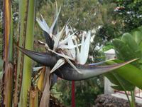 Teneriffa, Puerto de la Cruz, Taoropark, Bananenstrelizie