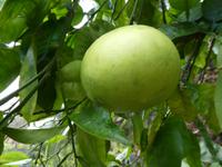 Teneriffa, Puerto de la Cruz, Risco Bello, Pampelmusenbaum