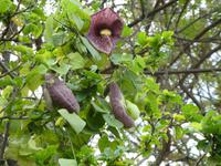 Teneriffa, Puerto de la Cruz, Risco Bello