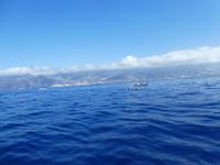 Teneriffa, Los Gigantes, Flipper UNO, Walbeobachtung, Grindwale