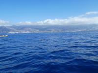 Teneriffa, Los Gigantes, Flipper UNO, Walbeobachtung, Grindwale