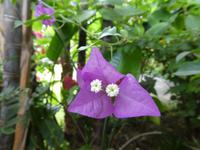 Teneriffa, Puerto de la Cruz, Garten Sitio Litre, Bougainvillablüte