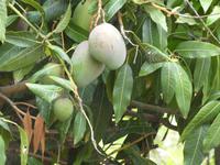 Teneriffa, Puerto de la Cruz, Garten Sitio Litre, Mangobaum