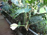 Teneriffa, Puerto de la Cruz, Loro Park, Pholodendren Blüte und Früchte