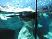 Teneriffa, Puerto de la Cruz, Loro Park