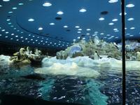 Teneriffa, Puerto de la Cruz, Loro Park