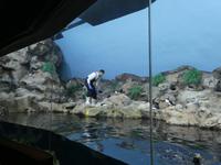 Teneriffa, Puerto de la Cruz, Loro Park, Fütterung