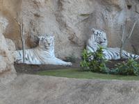 Teneriffa, Puerto de la Cruz, Loro Park, weisse Tiger