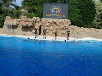 Teneriffa, Puerto de la Cruz, Loro Park