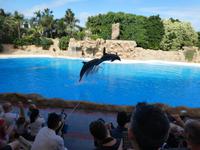 Teneriffa, Puerto de la Cruz, Loro Park