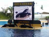 Teneriffa, Puerto de la Cruz, Loro Park