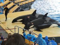 Teneriffa, Puerto de la Cruz, Loro Park