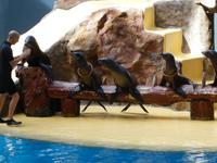 Teneriffa, Puerto de la Cruz, Loro Park