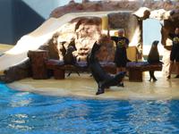 Teneriffa, Puerto de la Cruz, Loro Park