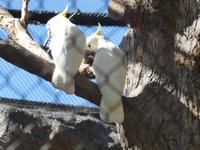 Teneriffa, Puerto de la Cruz, Loro Park