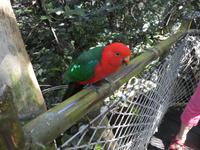 Teneriffa, Puerto de la Cruz, Loro Park