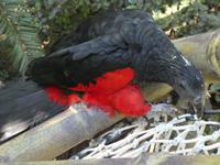 Teneriffa, Puerto de la Cruz, Loro Park