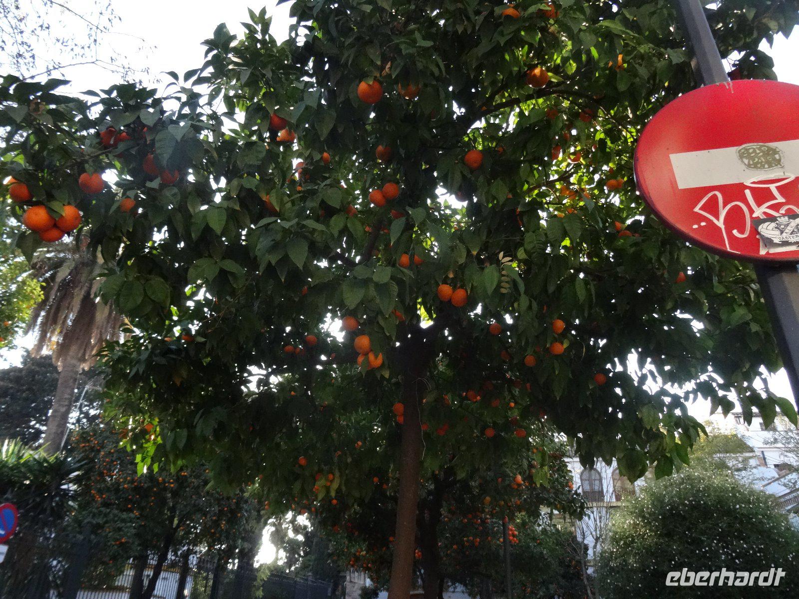 Orangenbäume säumen die Straßen in Sevilla