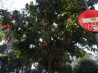 Orangenbäume säumen die Straßen in Sevilla