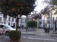 Überall sieht man Orangenbäume in Sevilla