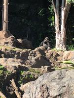 Loro Parque