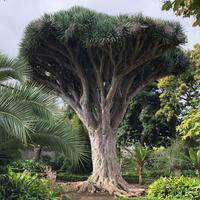 Botanischer Garten La Orotava