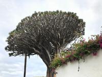 ältester Drachenbaum der Kanaren