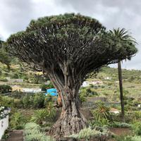 ältester Drachenbaum der Kanaren
