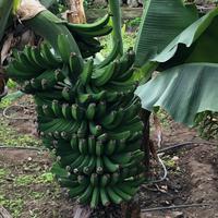 Kanarische Bananen