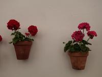 Spaziergang durch Sevilla (4)