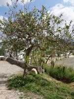 Besuch einer Zitrusplantage bei Malaga (1)