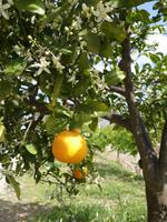 Besuch einer Zitrusplantage bei Malaga (2)