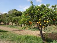 Besuch einer Zitrusplantage bei Malaga (3)