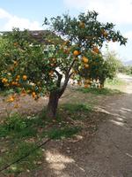 Besuch einer Zitrusplantage bei Malaga (4)