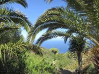 Drachen- und Mandelbaum