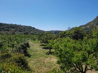 Obstplantagen in der Schlucht von Porter