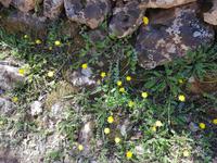 ständige Wegbegleiter