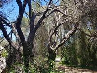 Schatten spendende Bäume