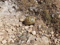 Wir freuen uns alle wie Kinder, eine Schildkröte !
