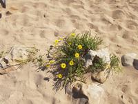 So viele Frühlingsblumen !