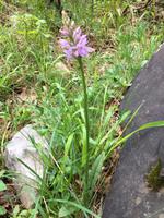 Orchidee am Wegesrand