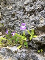 Fleischfressendes Blümchen