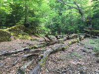 Wald der Liebe, Bosque de Amor