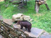 Bären im Wildgehege Aran Park